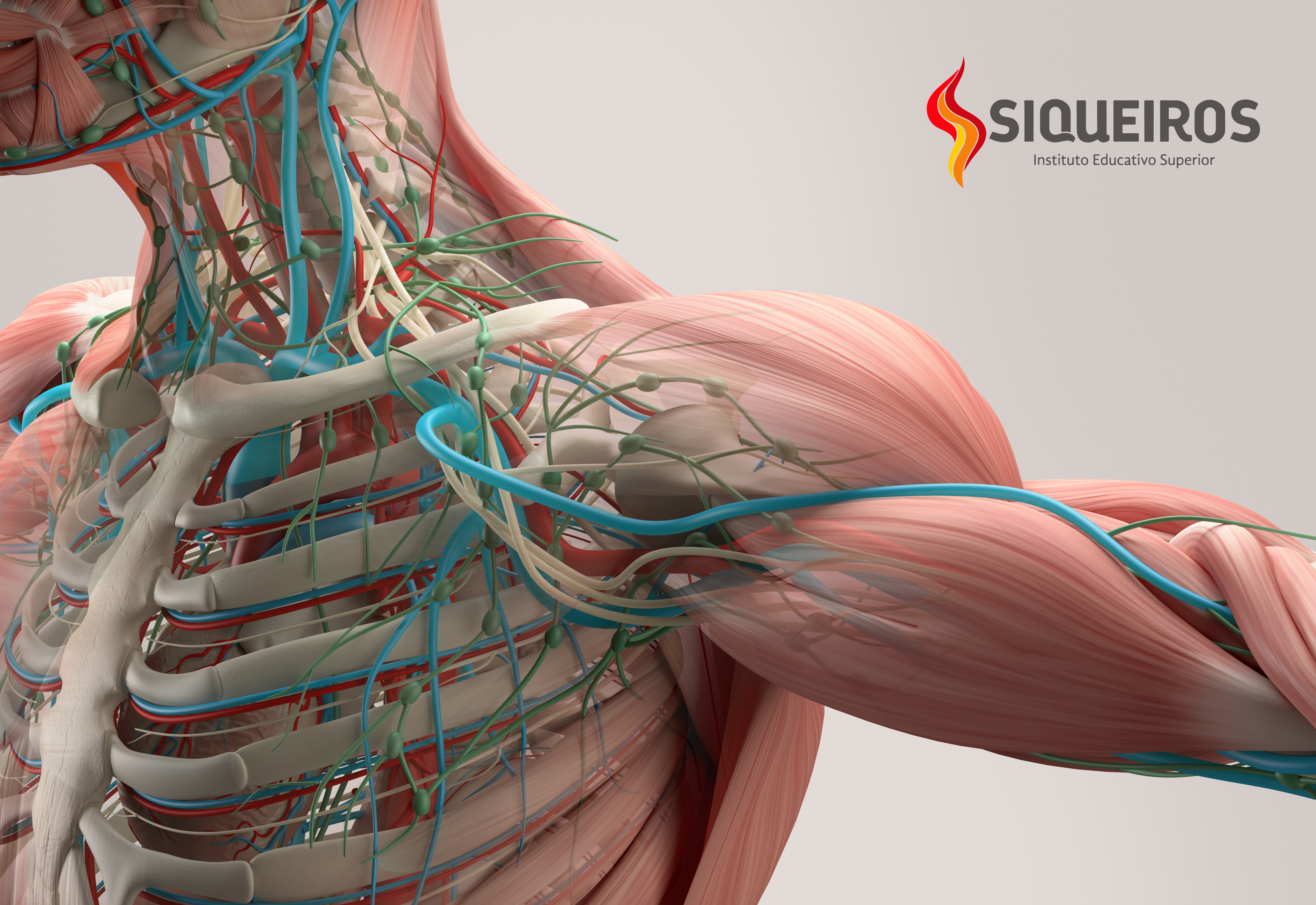 ANATOMIA I